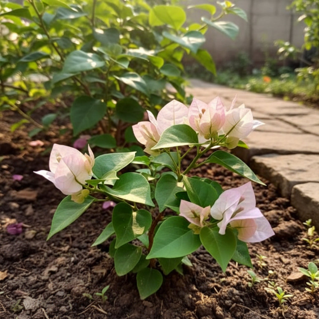 White Pink Bougainvillea Seeds for Planting - Trellis Climber
