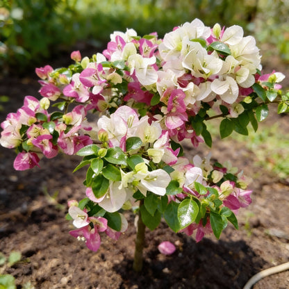 White Pink Bougainvillea Seeds for Planting - Trellis Climber