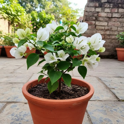White Pink Bougainvillea Seeds for Planting - Trellis Climber