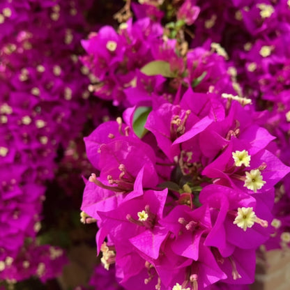 Bougainvillea Flower Seeds for Planting – Maroon Bougainvillea Seeds