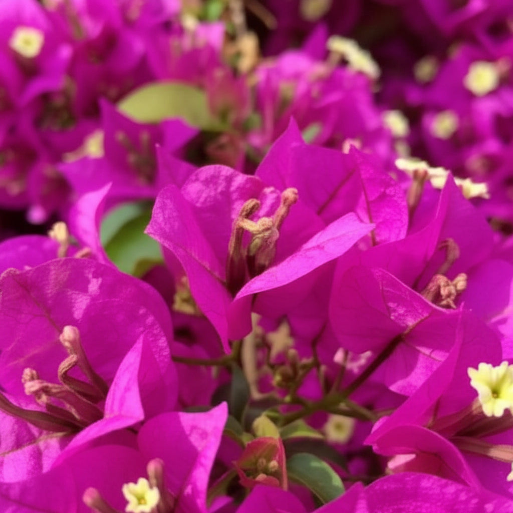 Bougainvillea Flower Seeds for Planting – Maroon Bougainvillea Seeds