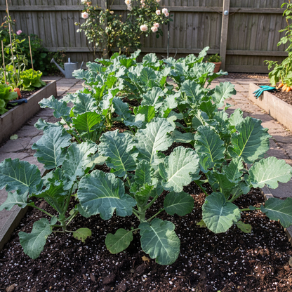 Broccoli Calabrese Green Sprouting Seeds – Heirloom High-Yield Vegetable Seeds