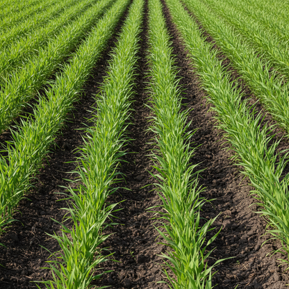 Broom Corn Seeds for Planting – Tall Ornamental & Craft Grass