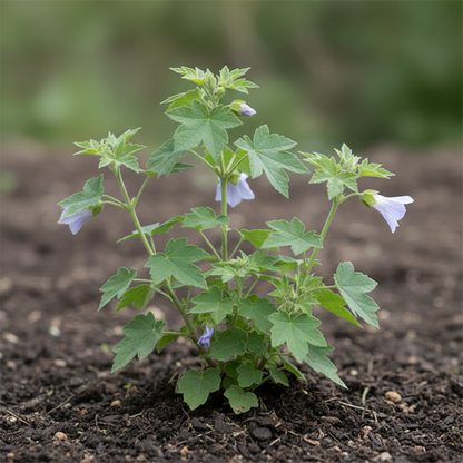 Chalk Blues Abutilon Vitifolium Seeds for Garden Planting