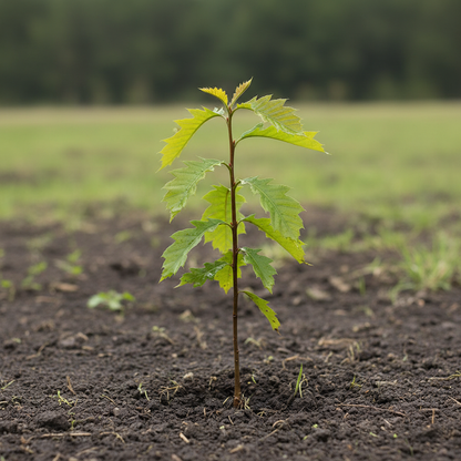 Chestnut Oak Acorn Seeds for Planting – Quercus prinus Hardy White Oak Tree