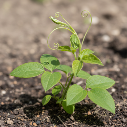 Clematis Vitalba Seeds for Garden Planting