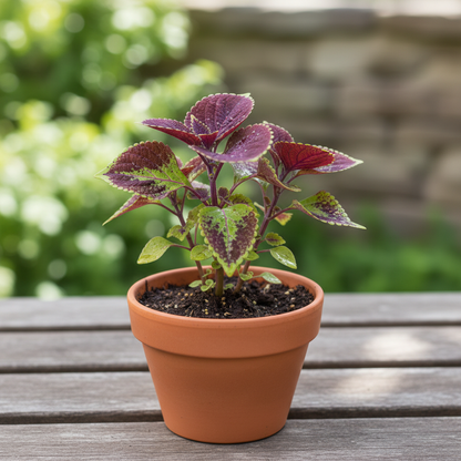 Coleus Trailing Purple Seeds for Garden Planting