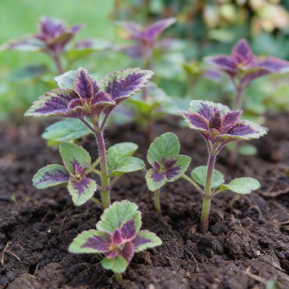 Coleus Trailing Purple Seeds for Garden Planting
