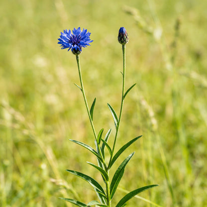 Blue Aster Flower Seeds for Garden Planting
