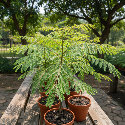 Delonix Regia Royal Poinciana Tree Seeds for Gardens and Landscaping