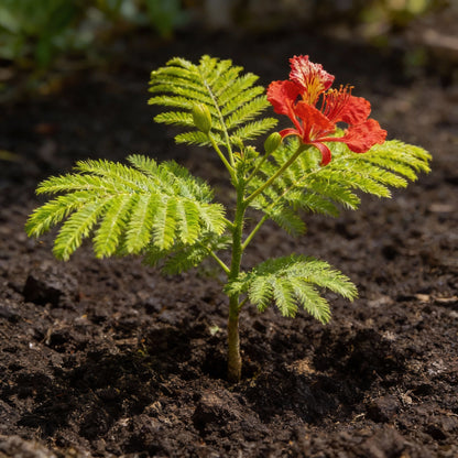 Flamboyant Flame Tree Seeds (Delonix regia) | Royal Red Flowering Tree