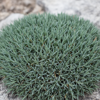 Dianthus Haematocalyx Pindicola Seeds for Garden Planting