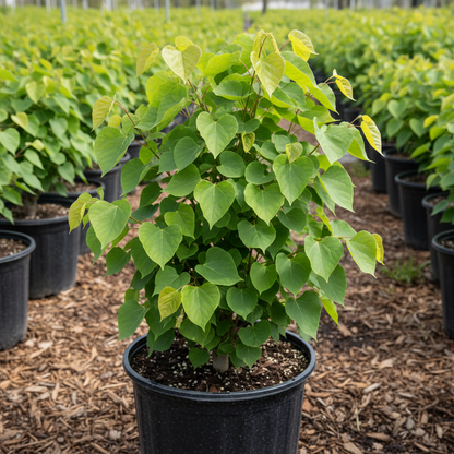 Eastern Redbud Tree Seeds (Cercis canadensis) – Ornamental Flowering Tree Seeds