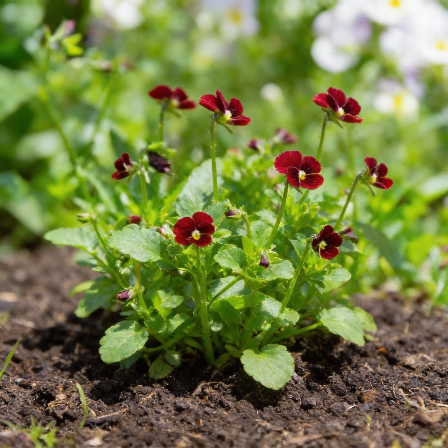 Viola Pansy Arkwright Ruby Seeds for Garden Planting