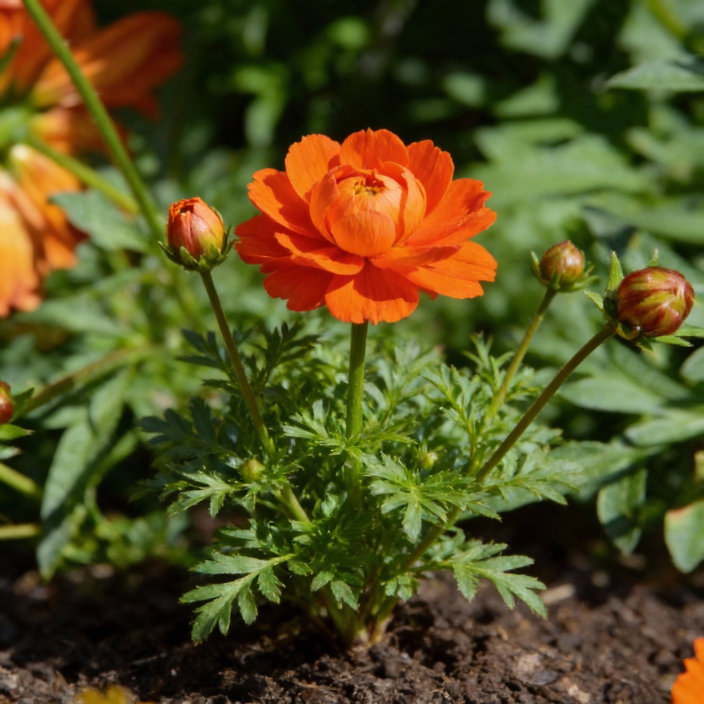 Bright Orange Cosmos Flower Seeds for Garden Planting