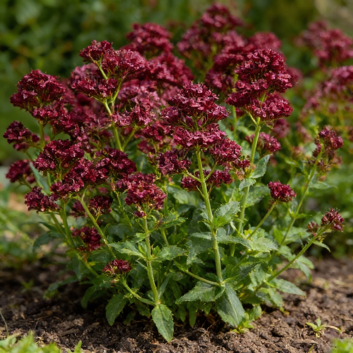 Red Jupiter’s Beard Seeds Centranthus ruber for Garden Planting