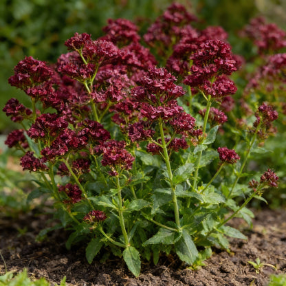 Red Jupiter’s Beard Seeds Centranthus ruber for Garden Planting