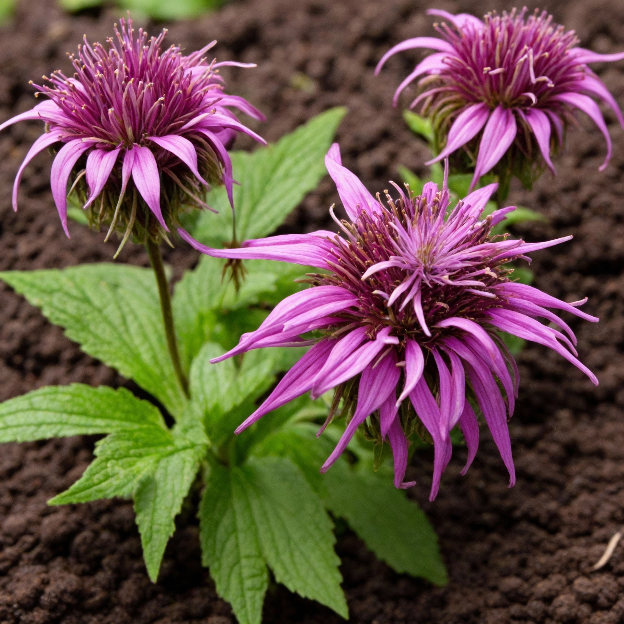 lemon-bee-balm-seeds-monarda-citriodora-for-garden-planting