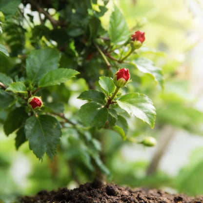 Imported Red Hibiscus Flower Seeds – Stunning Vibrant Garden Blooms