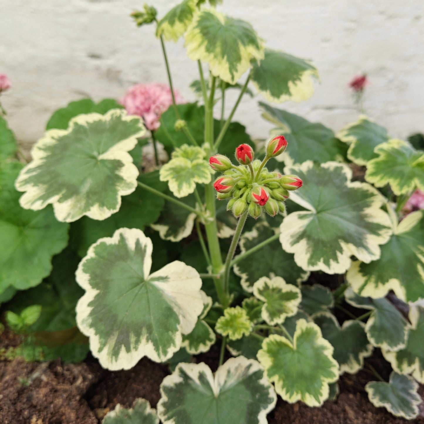 Geranium Flower Seeds for Garden Planting