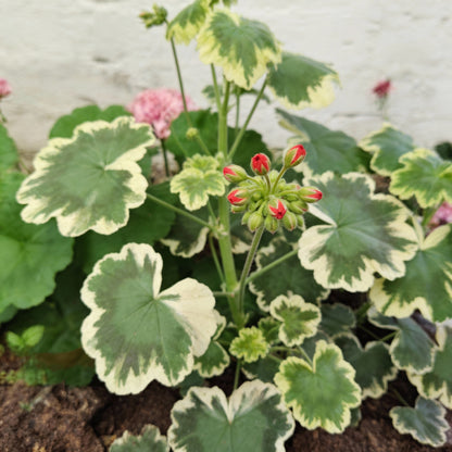 Geranium Flower Seeds for Garden Planting