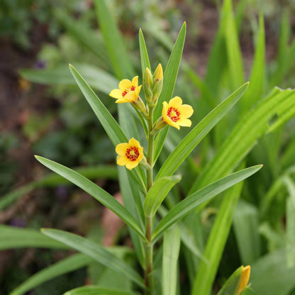 Tigridia Pavonia Yellow Flower Seeds