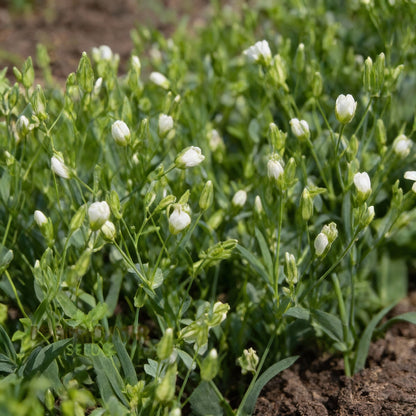 Saponaria Vaccaria White Flower Seeds for Garden Planting