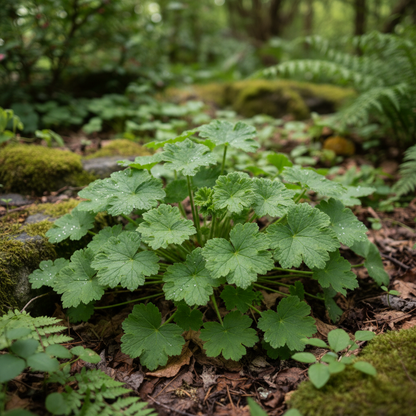 Geranium Macrorrhizum Flower Seeds – Fragrant & Hardy Perennial Blooms