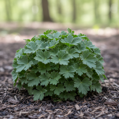 Geranium Ocellatum Seeds for Garden Planting