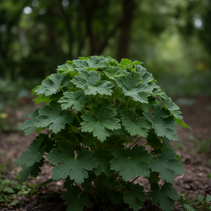Geranium Phaeum Seeds – Elegant Shade-Loving Cranesbill for Tranquil Gardens