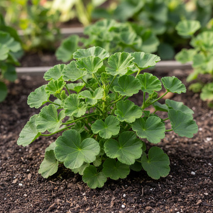 Maroon Geranium Flower Seeds for Planting