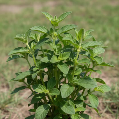 Gomphrena Globosa Ribena Ruffles Seeds for Garden Planting