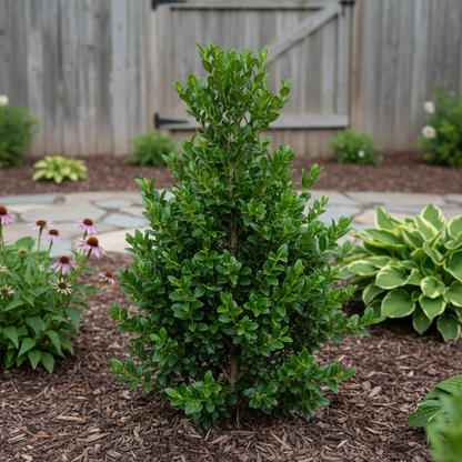 Green Mountain Boxwood Seeds for Planting – Upright Evergreen Shrub for Stylish Hedges