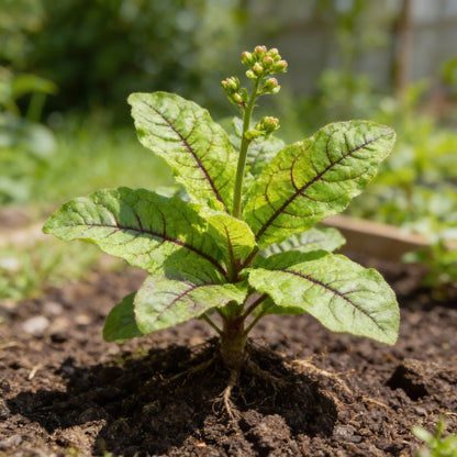 Rumex Sanguineus Flower Seeds – Vibrant Ornamental Foliage