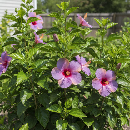 Red Orange Purple Hibiscus Seeds for Planting – Color Showy Flower Perennial Seeds
