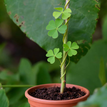 Kudzu Seeds for Planting - Pueraria lobata