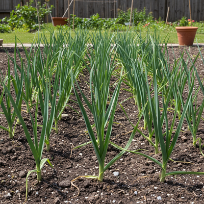 Leek Tornado Vegetable Seeds – Grow Long, Flavorful Leeks at Home