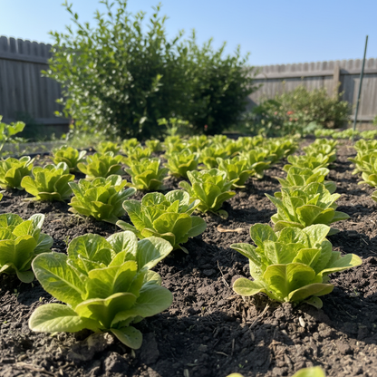 Marvel of Four Seasons Lettuce Seeds for Planting