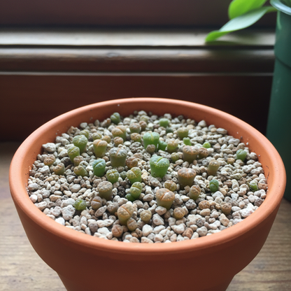 Senecio Mixed Succulent Seeds – Rare Lithops ‘Living Stones’ for Home & Garden (50 Seeds)