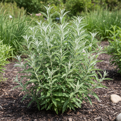 Lochinch Butterfly Bush Seeds for Planting (Buddleja weyeriana Lochinch) – Fragrant Pollinator Shrub