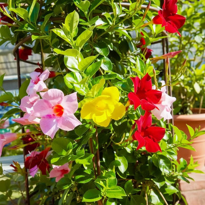 Mandevilla Sanderi Seeds for Planting – Brazilian Jasmine Colorful Fragrant Blooms