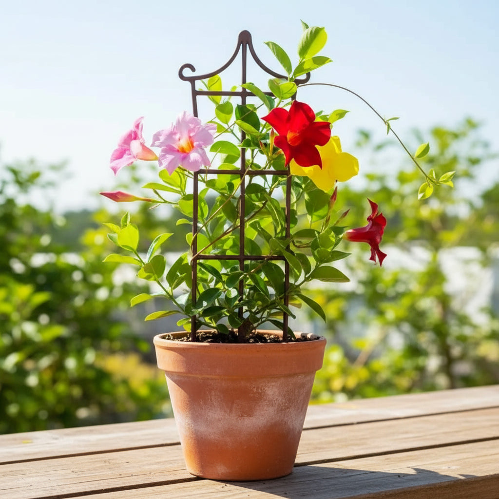 Mandevilla Sanderi Seeds for Planting – Brazilian Jasmine Colorful Fragrant Blooms