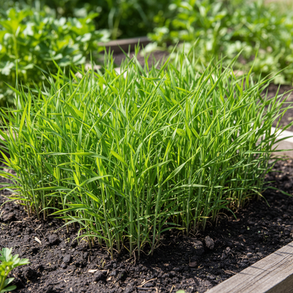 Nutritious Millet Seeds – Innovative Recipes & Home Gardening Grain