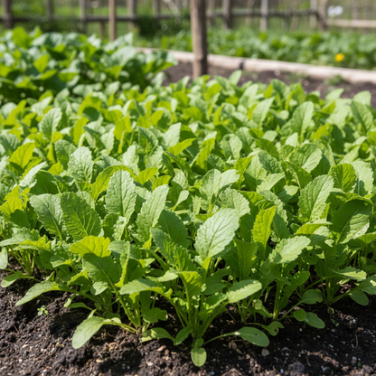Golden Harvest Mustard Green Seeds for Planting – Leafy Greens for Home Gardens