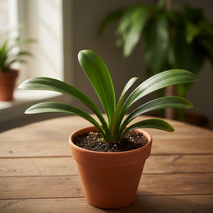 Nema Clivia Flower Seeds - Clivia Flower Seeds for Garden