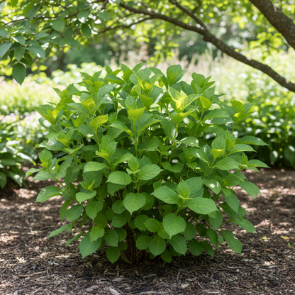 Panicle Hydrangea Seeds for Planting – Stunning Cone-Shaped Blooms