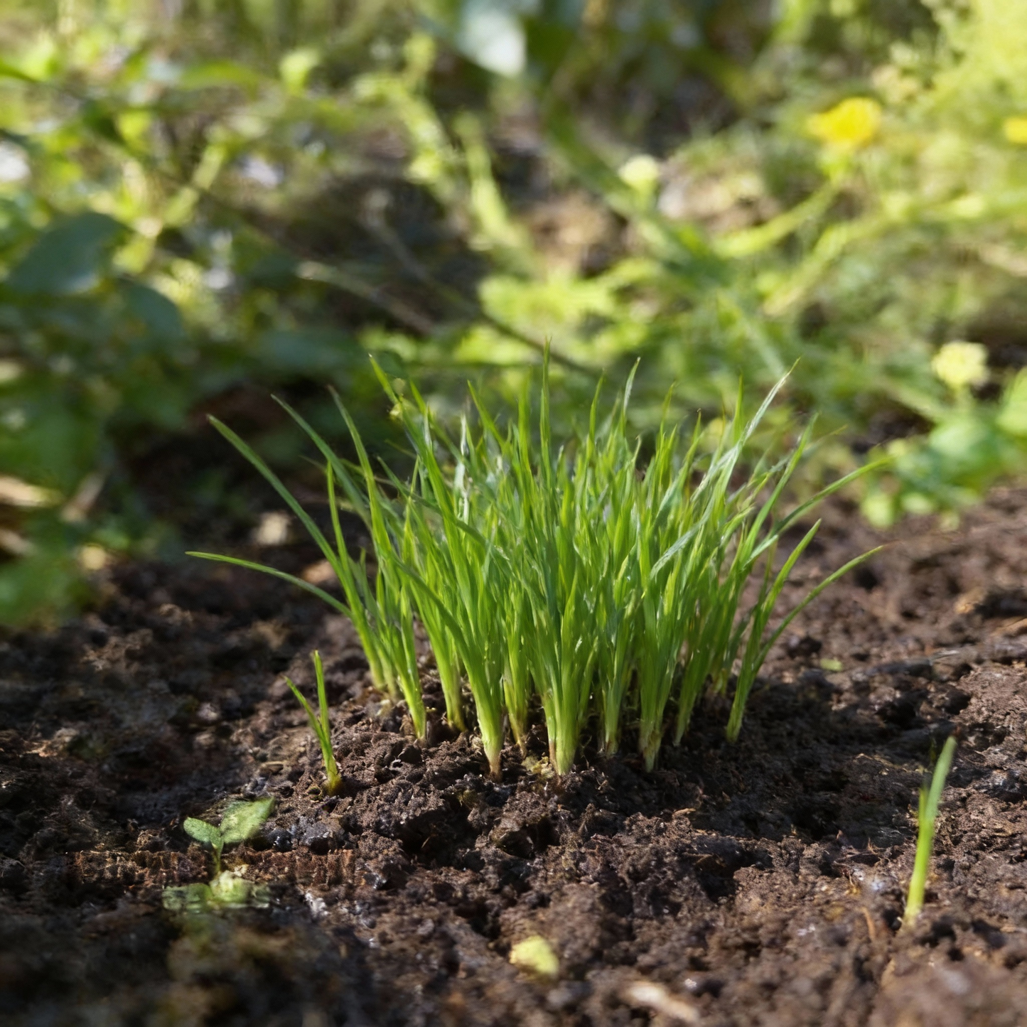Pasithea coerulea Flower Seeds – Blue Perennial for Planting