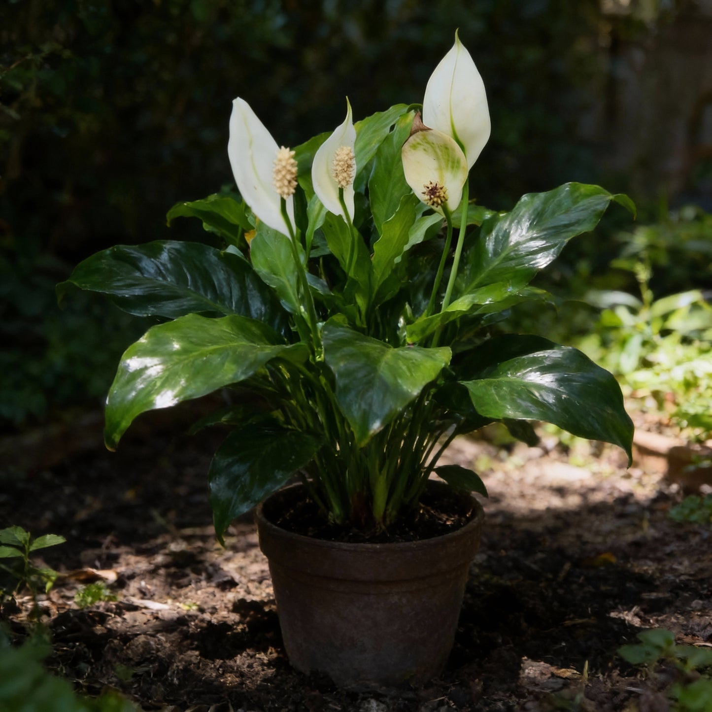 Peace Lily Seeds for Planting - Spathiphyllum for Indoors and Shade