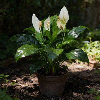 Peace Lily Seeds for Planting - Spathiphyllum for Indoors and Shade
