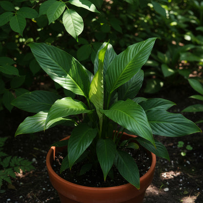 Peace Lily Seeds for Planting - Spathiphyllum for Indoors and Shade